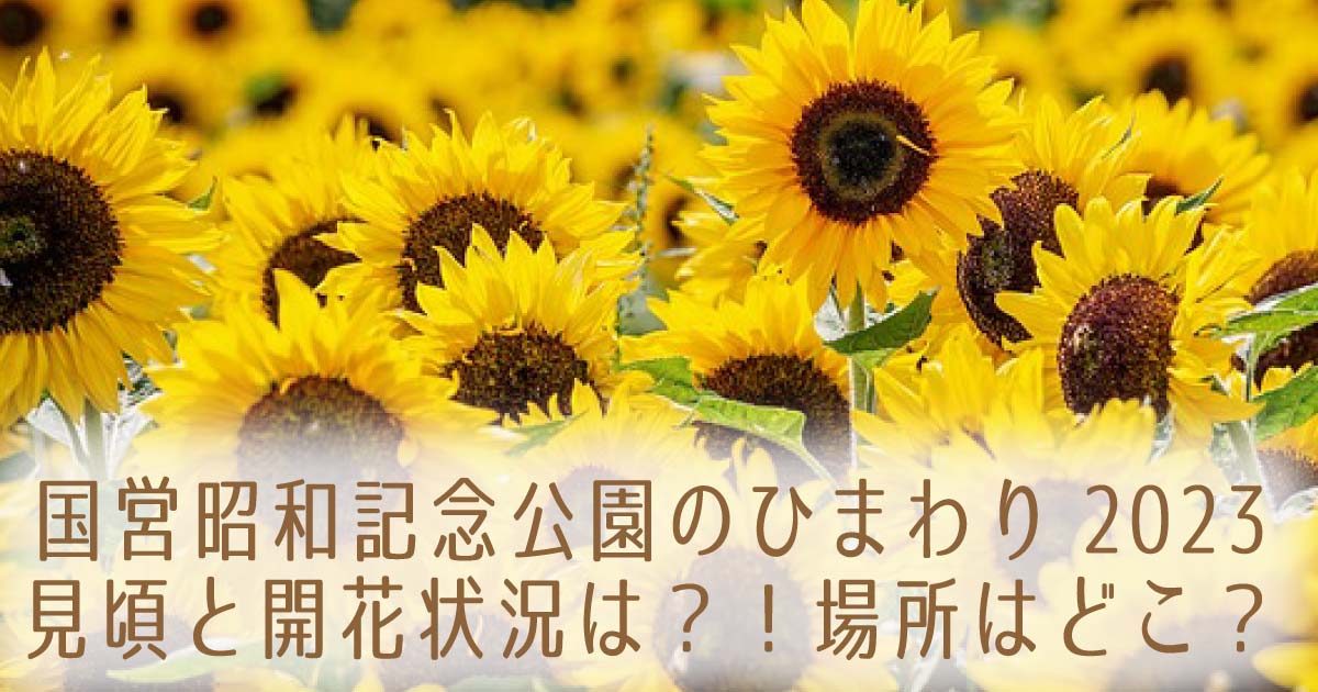国営昭和記念公園のひまわり2023見頃と開花状況は？！場所はどこ？の記事のタイトル画像